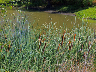 cat tails by a lake 