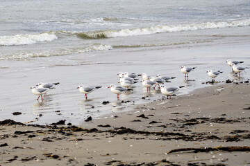 Fototapeta na wymiar seascape with brown seagrass on sandy beach and black-headed gulls in winter form with a white head