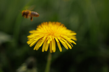 yellow dandelion closeup with bee