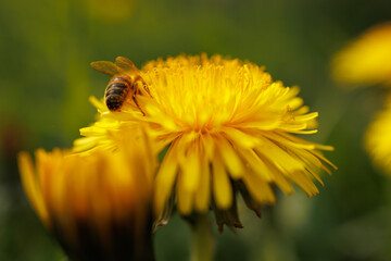 yellow dandelion closeup with bee