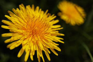 Dandelion yellow spring flower close-up macro