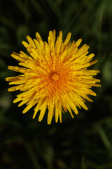 Dandelion yellow spring flower close-up macro