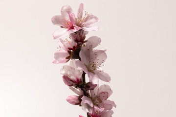 Fototapeta na wymiar Almond Flower – Close-Up Macro of Almond Blossoms, Detail on White Petals, Pink Stems and Branch – Isolated on White Background 