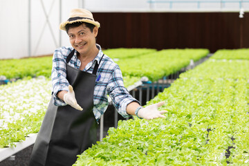 senior farmer smiling and showing arm gesture with organic vegetables in hydroponic farm