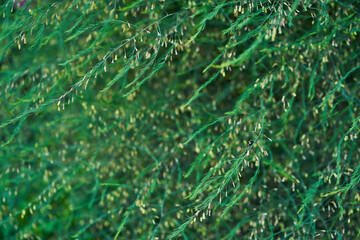 An emerald-colored plant with small leaves of medicinal asparagus. The concept of growing vegetables in the backyard garden. High quality photo