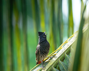 Red-vented bulbul, red-winged blackbird, sitting, branch, bird, wildlife, tree, nature, eye