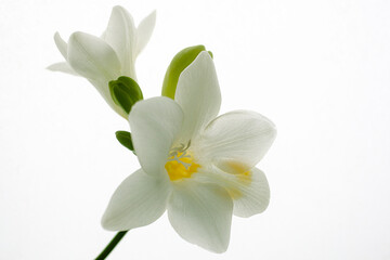 Fototapeta na wymiar Freesia white flower