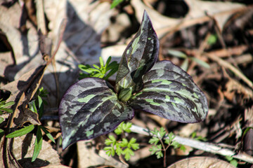 Plant