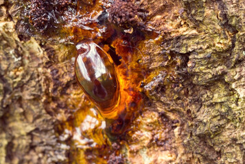 Resin, honey color on apricot tree