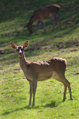Un regard de biche 