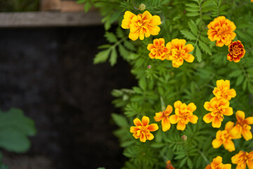 Marigolds close-up on the background of the earth.Orange marigold flowers preparation for transplanting to a flower bed. High quality photo
