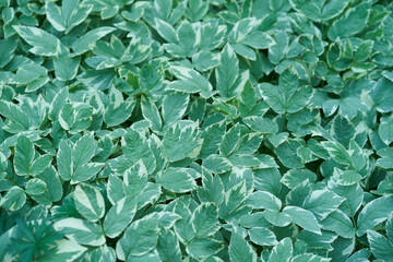 Background of green leaves. Aegopodium podagraria Variegata, perennial shrub, garden decoration. High quality photo
