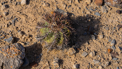 Plantas del Desierto