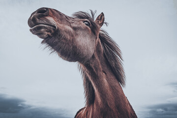 The Icelandic horse holds a special place in the hearts of Icelanders.  - obrazy, fototapety, plakaty