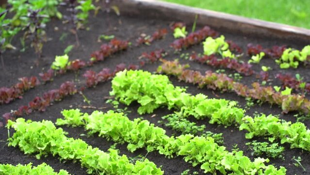 Growing green leaf lettuce and basil red and green in a garden bed. Basil and green salad plants in the open ground. High quality FullHD footage
