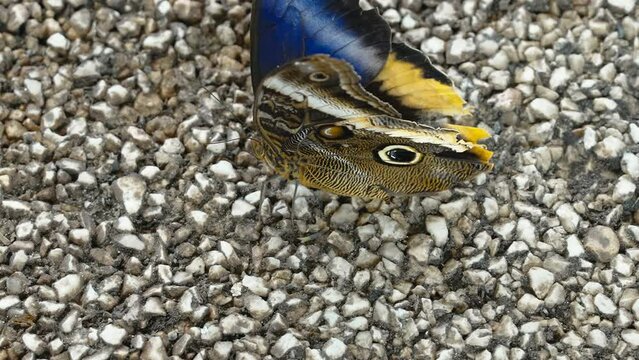 The blue colored butterfly inside the garden in Dubai UAE found on top of the small rocks