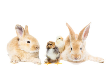 Rabbit and chickens isolated on a white background