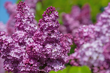 Violett blühender Flieder, Syringa