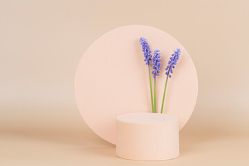 Spring compositon with geometric shapes and blue muscari flowers. Podium platform for product...
