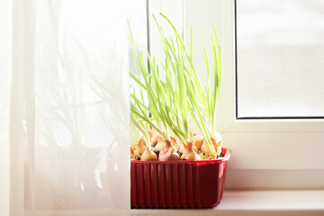 Garden on windowsill. healthy lifestyle, home gardening concept. alternative use of plastic. green...