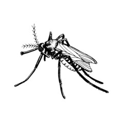 Mosquito vector sketch. Flying insect hand drawn. Vintage black and white illustration. Moth drinking blood. Annoying winged insect. Mosquito bite.