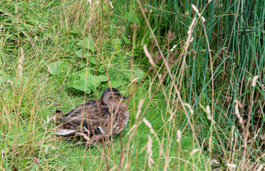 Stockente mit Küken verstecken sich im Gras am Ufer eines Gewässers.
