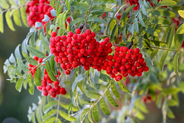 Red rowan berries in summer on a tree - obrazy, fototapety, plakaty