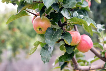 Ripe red apples in the garden on a tree. Apple harvest