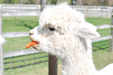 close up of a white alpaca eats orange carrot healthy lifestyle 
