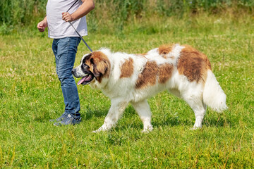 Big dog breed moscow watchdog near the owner in the park on a walk