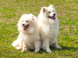Two white furry Samoyed dogs sitting in the park on the grass