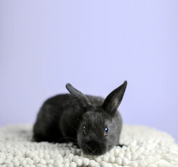 black home decorative rabbit sitting on a white rug, blue uniform background