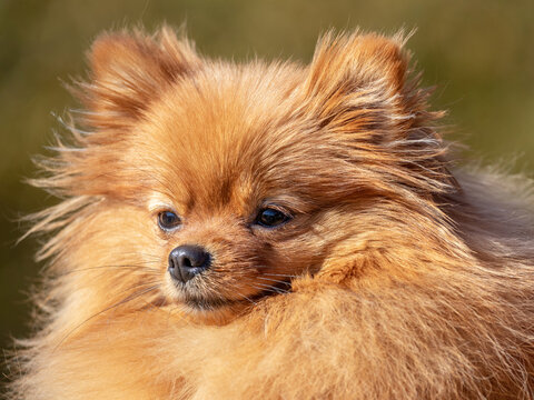 Portrait of a Pomeranian Spitz dog close up