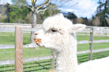 Obraz premium white sheep