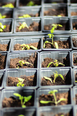 young tomato plant couer de bouef