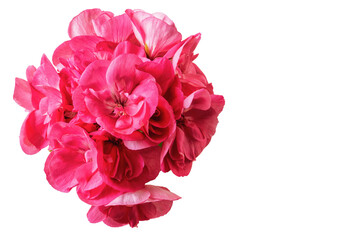 Red geranium flower isolated on white background