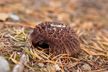 Sarcodon imbricatus. Hidno imbricated mushrooms in pine forest.