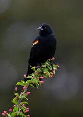 red wing blackbird