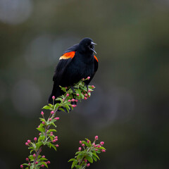 red wing blackbird singing