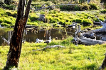 Rivi&egrave;re des castors,  oiseaux, Baie Lapataia, Patagonie, Terre de Feu, Ushuaia, Argentine