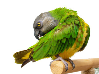 Poicephalus Senegal. Senegal parrot perching on a twig on a white background © Andrey