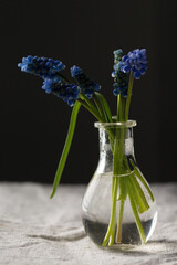 muscari blue flowers