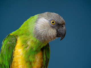 Poicephalus senegalus. Cute Senegal parrot on a perch on a blue background © Andrey