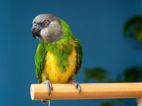 Poicephalus senegalus. Cute Senegal parrot on a perch on a blue background