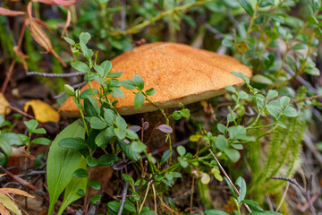 Leccinum scabrum. Common boletus with a large hat in the forest.
