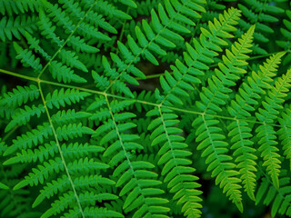 Fresh green fern leaves on blur background in the garden. Texture of fern leaves.