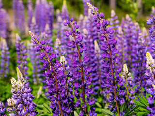 Colorful blue and purple colorful vibrant lupine wildflowers in with bokeh blurred background