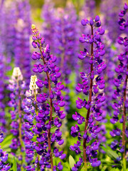 Colorful blue and purple colorful vibrant lupine wildflowers in with bokeh blurred background