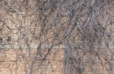 dried ivy branches on old brick wall