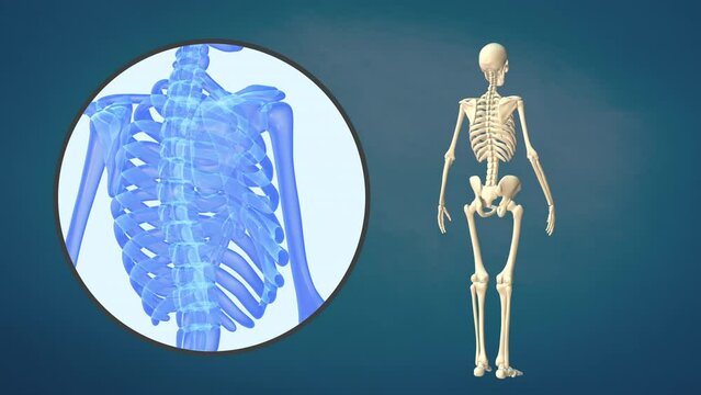 Medical video of the human rib cage